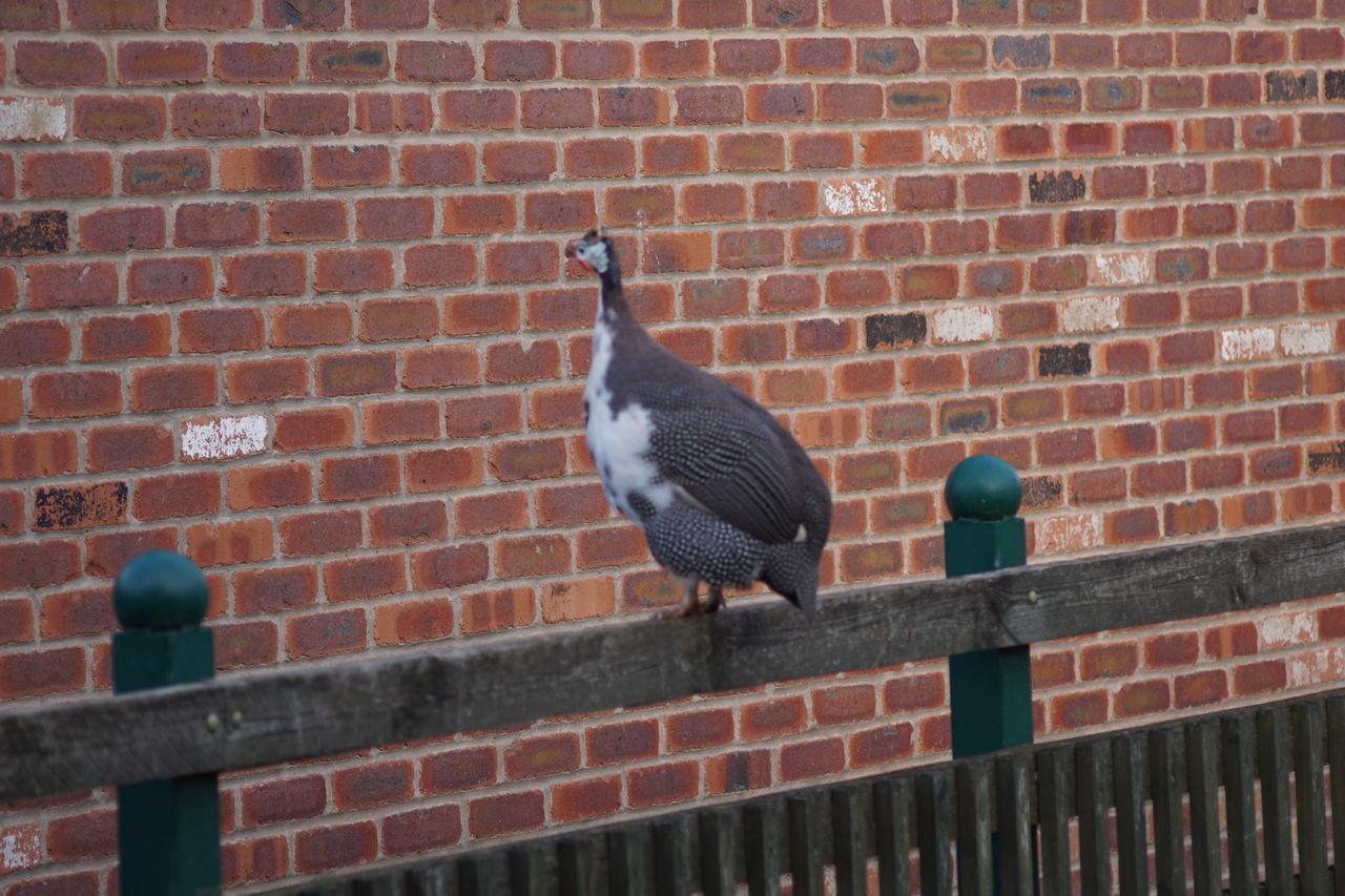 PIGEON PERCHING AGAINST BRICK WALL