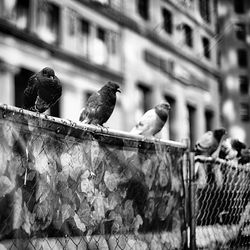 Bird perching on wall