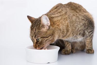 Close-up of cat with bowl against white background