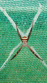 Full frame shot of spider on swimming pool