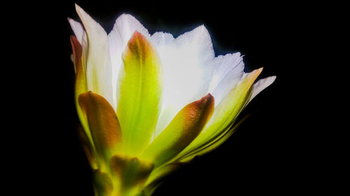 Close-up of white flower against black background