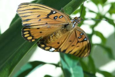 Close-up of butterfly pollinating flower