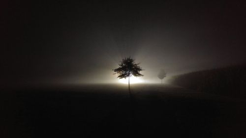 Trees in park