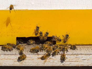 Close-up of insect on yellow wall