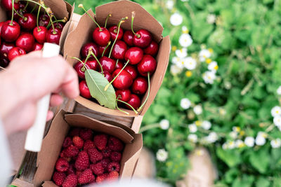 Woman's hand holds a carrying basket with boxes full of freshly picked berries.