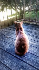 Close-up of cat in cage