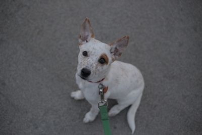 High angle portrait of dog standing outdoors