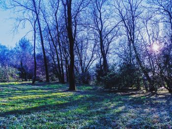 Trees in forest