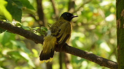 Close-up of bird perching on branch