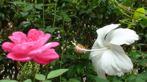 Close-up of white flowers blooming outdoors