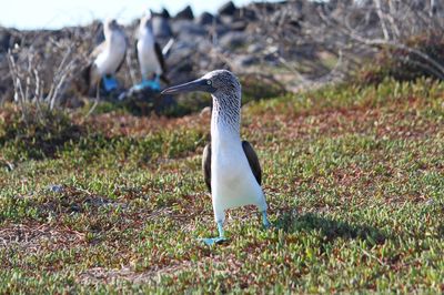 Bird perching on field