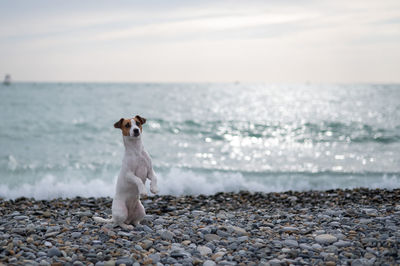 Cat sitting on beach against sky