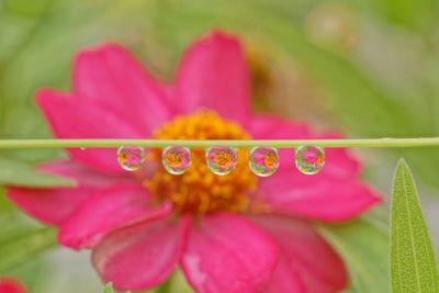 Close-up of pink flower blooming outdoors