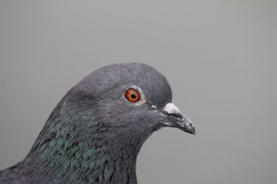 Close-up of a bird against gray background