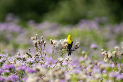 An american goldfinch sitting on thistle down in a field.