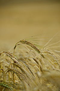 Close-up of wheat growing on field