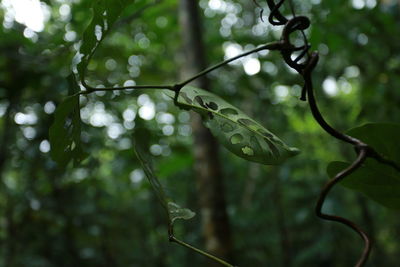 Close-up of wet leaves on tree during rainy season