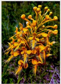 Close-up of yellow flower