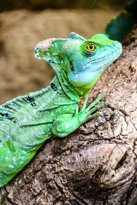 Close-up of lizard