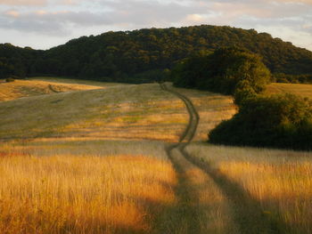 Scenic view of grassy field against sky