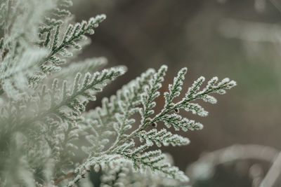 frost