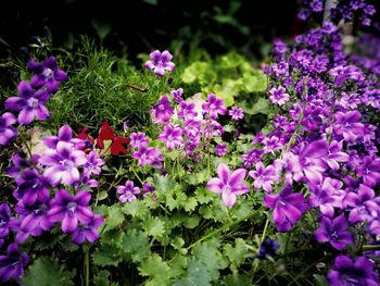 Close-up of purple flowers blooming outdoors