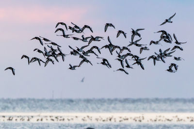 Birds flying over sea against clear sky