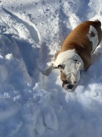 Dog in snow