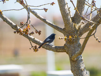 Close-up of bird perching on tree against sky