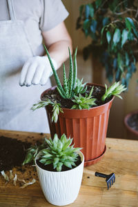 Potted plant on table