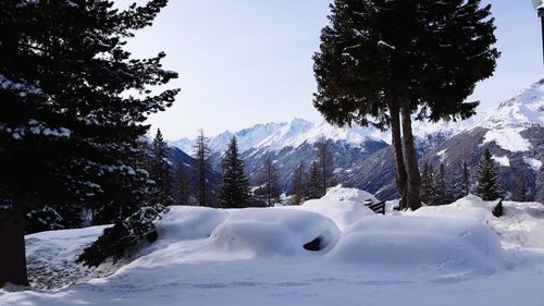 Snow covered land and trees against sky