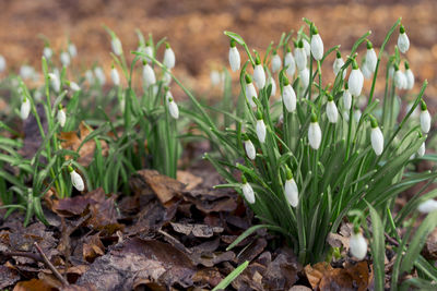 Close-up of flowering plants on field