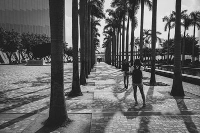 Palm trees along water