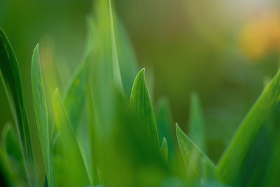 Green leaf in the garden, selective focus. close up