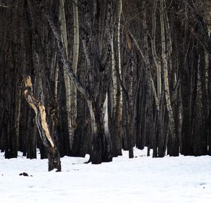 Trees in snow covered forest