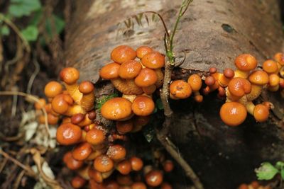 Close-up of oranges on tree
