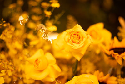 Close-up of yellow rose