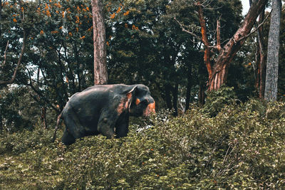 Elephant on field