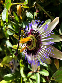 Close-up of purple flower