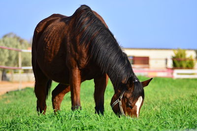 Horse grazing on field against sky