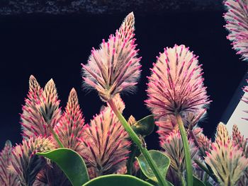 Low angle view of plants