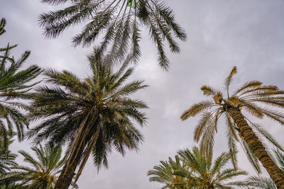palm tree
