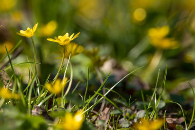 Close-up of yellow flowering plant on field