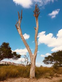 Low angle view of dead tree on field against sky