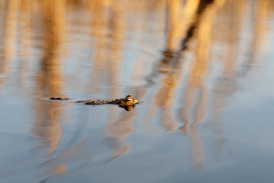 High angle view of turtle swimming in lake