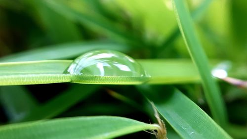 Close-up of dew drops on grass