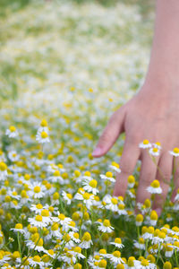 Close-up of hand touching flowers