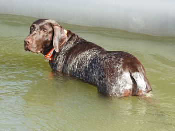 Dog looking at lake