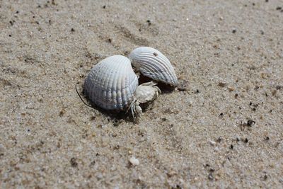 High angle view of shells and crab at sandy beach