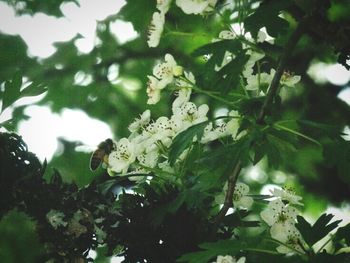 Low angle view of leaves on tree